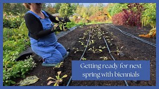 Preparing for Spring Planting Biennial Seedlings for Stunning Spring Blooms [upl. by Yelnet]