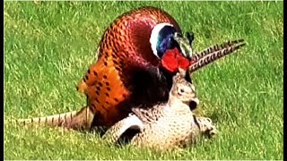 Common Pheasants mating in our garden on a windy day [upl. by Nanette721]