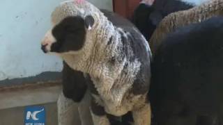 China produces worlds first colorful sheep with gene editing [upl. by Kacey]