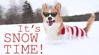 CORGI SNOWPLOW  Topi the Corgi [upl. by Asiil]