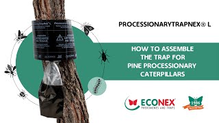 HOW TO ELIMINATE THE PINE PROCESSIONARY CATERPILLARS  ASSAMBLE PROCESSIONARYTRAPNEX® L [upl. by Hayikat]