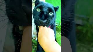 Black Leopard 🐆 Wait For End Twist 😱🤣 shorts comedy trending viral shortvideo [upl. by Cristian]