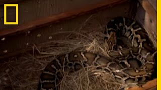 Pet Python Attack  National Geographic [upl. by Ydnic]