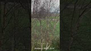 Wetter in Norden 09 12 2024 nordseegefuehl nature naturevideo wetter birds urlaub travel [upl. by Laurie]