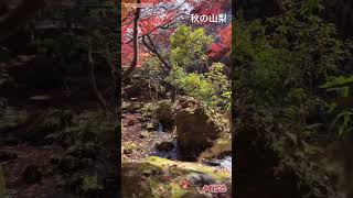 紅葉 紅葉狩り 紅葉スポット 紅葉の名所 秋の山梨観光。河口湖の紅葉回路。 [upl. by Nwonknu151]