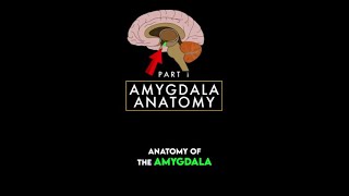 Anatomy of the amygdala [upl. by Laohcin220]