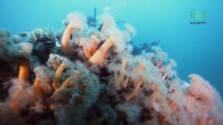 Atlántico Sur Buceo en el mar Argentino capítulo completo  Canal Encuentro [upl. by Barimah]