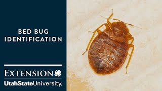 How to Identify Bed Bugs [upl. by Kcod688]