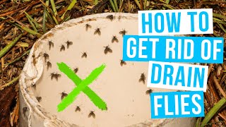 How to GET RID OF DRAIN FLIES  in house and bathroom [upl. by Eilis]