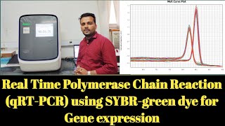 Real Time Polymerase Chain Reaction using SYBRGreen dye for Gene Expression Analysis [upl. by Herzog951]