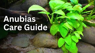 Anubias Plant Care Guide for Beginners Easy Tips Tricks and Tutorial 🌿 [upl. by Gnim]