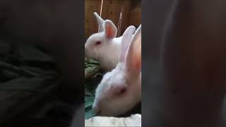 RABBITS 🐇🐇 KEEPING [upl. by Sulihpoeht]