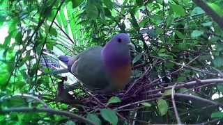 Pinknecked Green Pigeon Nesting [upl. by Henryetta]