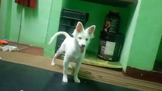 indian spitz dog Tommy Vlog  indian spitz dog barking [upl. by Akim]