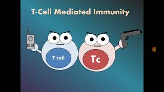 Immunity 4 Cell Mediated Immunity Tlymphocytes المناعة الخلوية [upl. by Yrohcaz]