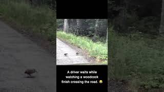 This is just brilliant  A driver waits while watching a woodcock finish crossing the road 😂 [upl. by Danita]