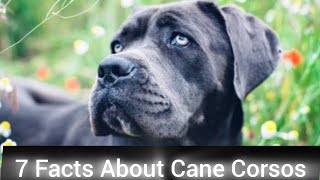 7 Facts About Cane Corsos You Probably Didn’t Know [upl. by Yrelbmik]