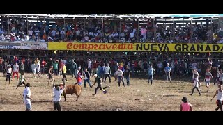 FIESTAS DE NUEVA GRANADA Y AGROBOLÍVAR EN ARJONA [upl. by Orrocos]