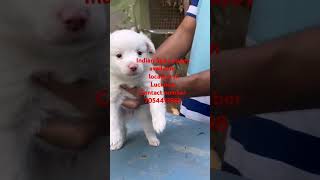 Indian Spitz puppy available [upl. by Ynaittirb255]