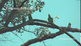 European Beeeater call  sound [upl. by Petr]