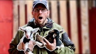 You WONt Believe IT Finding Out the GENDER of the BABY GOATS [upl. by Dallis142]