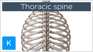 Thoracic Spine  Definition amp Components  Human Anatomy  Kenhub [upl. by Atterual579]