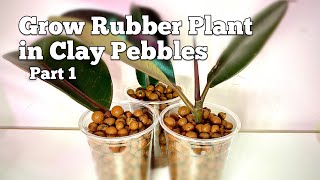 Grow Rubber Plant in LECA Clay Pebbles Part 1 Shorts [upl. by Ahsilam]