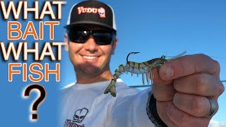 Soft Plastic Bait Video 1 lures fishing tips and techniques [upl. by Acinomed]