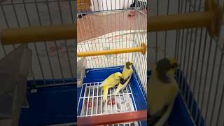 Canary 🐦Birds  New Addittion 😍Desi Vibes in Spain 🇪🇸birds cuteshortsyoutubeshortstrending [upl. by Orecul356]