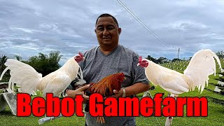 Lets Visit The Farm Of Bebot Gamefarm [upl. by Toshiko]