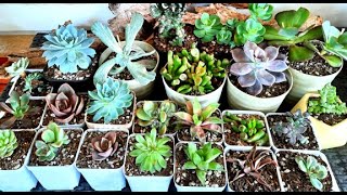 How do I repot my succulents during rainy seasons [upl. by Adair]