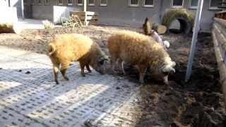 Mangalica Wollschweine im Minizoo WanneEickel  Mangalitsa [upl. by Ellynn830]