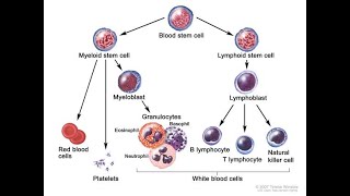 Monocyteand Leukopoiesis [upl. by Yendirb]