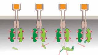 Oncogenic activation receptor tyrosine kinases [upl. by Leeda883]