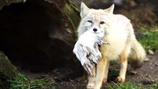 Corsac Fox An Elusive Canidae of Vast Steppes [upl. by Hogle410]