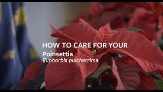 How to care for your Poinsettia  Grow at Home  Royal Horticultural Society [upl. by Savil]