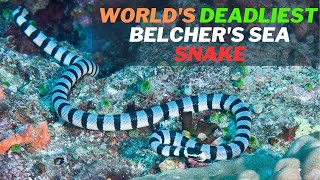 Facts of the Worlds Deadliest Snake Belchers Sea Snake Hydrophis belcheri and Its Venom [upl. by Jinny]