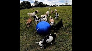 Goats get a new toy  GUMDROP THE GOAT GOES TO THE VET FOR DISBUDDING AND HORN REMOVAL [upl. by Znieh]