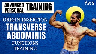 Transverse Abdominis Muscle Origin Insertion Actions Training [upl. by Kelton769]