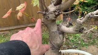 Norway Maple Bonsai Repot Birch Bonsai Repot amp Subalpine Fir Update [upl. by Nollid]