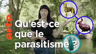 À quoi servent les parasites   42 la réponse à presque tout  ARTE [upl. by Infield485]