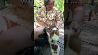 Service dog heel or loose leash walking servicedogtraining servicedog servicedoglife wheelchair [upl. by Josselyn125]