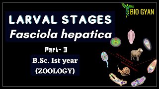 Fasciola hepatica part3  Larval stages  BSc Ist Year Zoology [upl. by Jenness]