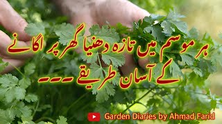 Magical way to grow coriander  How to plant coriander seeds at home  Dhania planting at home [upl. by Tiernan]