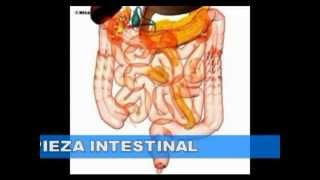 Colon  Cuidado digestivo con Herbalife [upl. by Derdle]