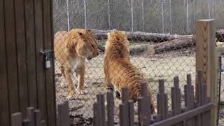 Liger vs tigon a terrifying clash of the massive mythical hybrids of lions and tigers [upl. by Homer]