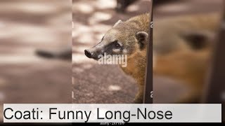 Coati is a longnosed funnylooking animal [upl. by Lenaj]