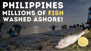 Thousands of fish strand on Philippine beaches [upl. by Derrej]