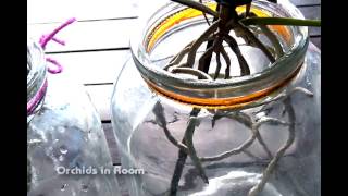 Growing vanda orchids baby in glass jar and how i water my vandas [upl. by Nyrhtak]