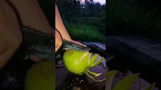 peeling green coconut at night asmr satisfying [upl. by Orofselet855]